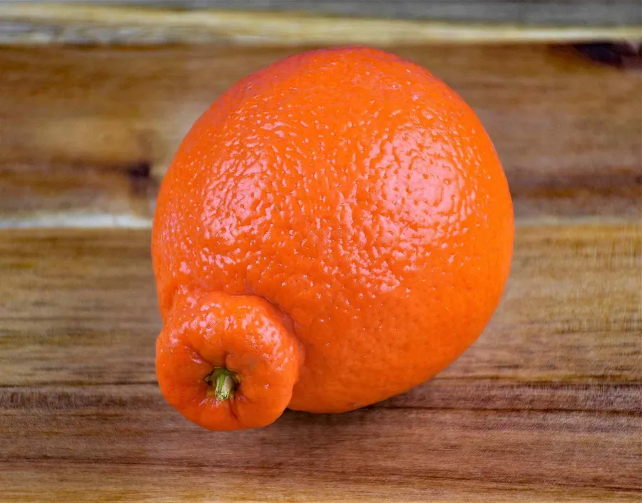 One Tangelo Fruit