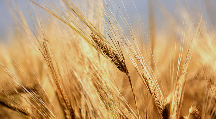 umafoto em close de um campo de trigo