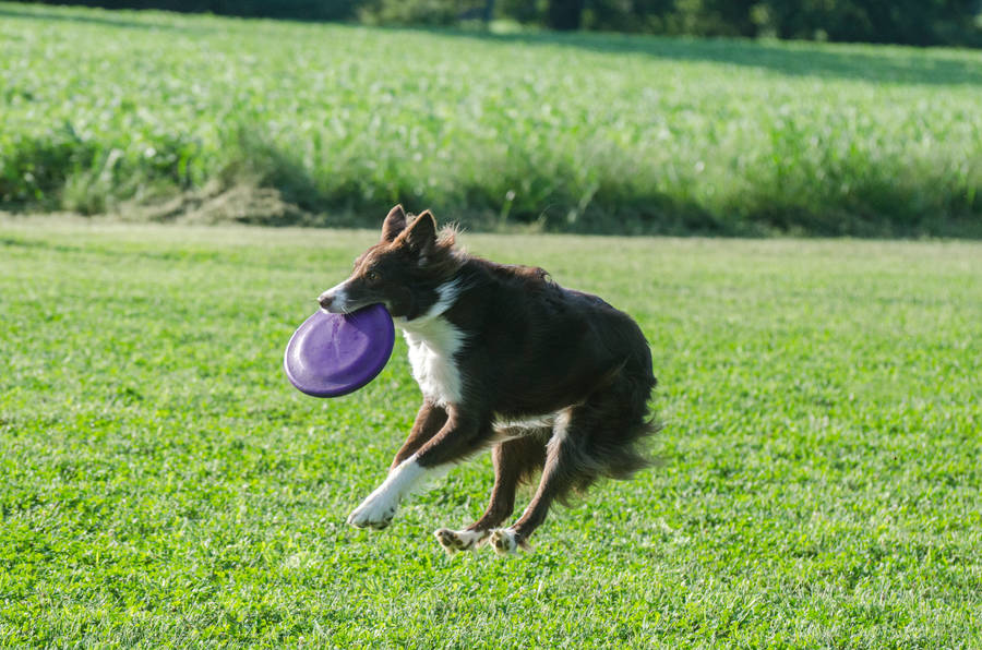 Download Black And White Dog With Frisbee Wallpaper