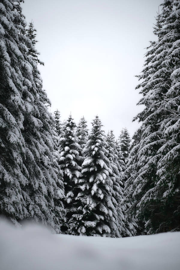 Download Black And White Hd Pine Trees Wallpaper | Wallpapers.com