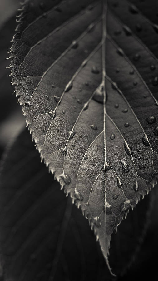 Download Black And White Leaf Wallpaper | Wallpapers.com