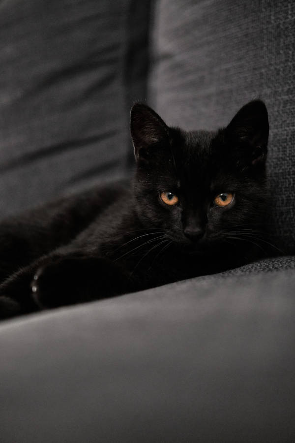 Download Black Cat Kitten On Couch Wallpaper | Wallpapers.com