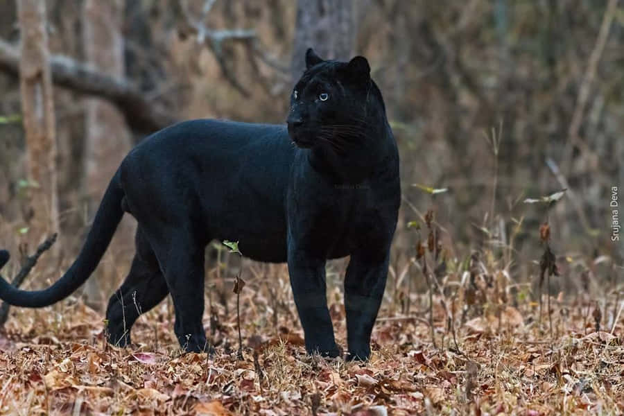 Black Leopard