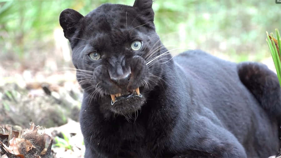 Black Leopard