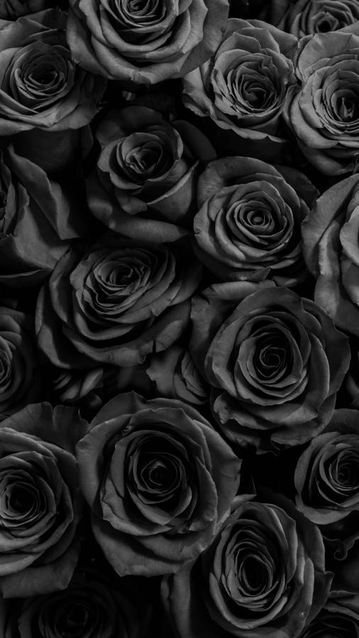 Download Black Roses Cute Dark Girly Wallpaper | Wallpapers.com