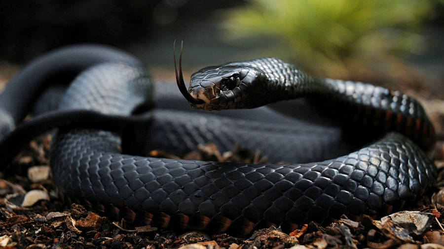 Shiny black scaled snake with venom coiled up wallpaper.