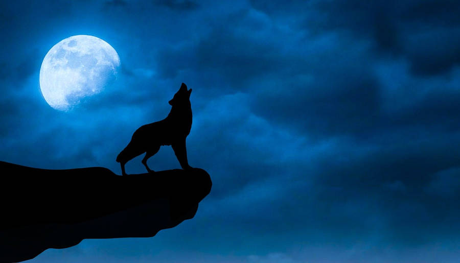 Download Black Wolf At The Cliff Wallpaper | Wallpapers.com