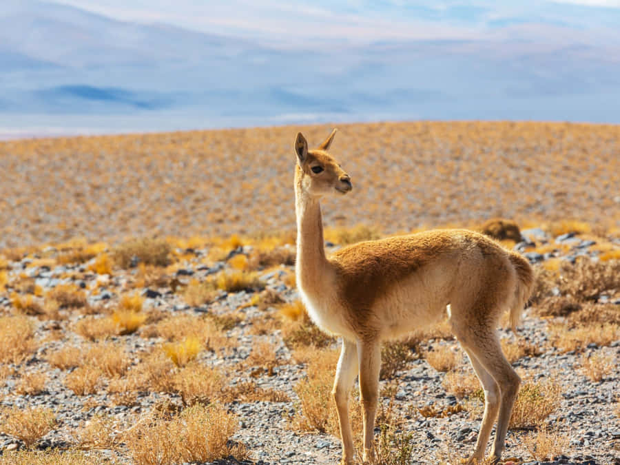 Guanaco em Paisagem Andina