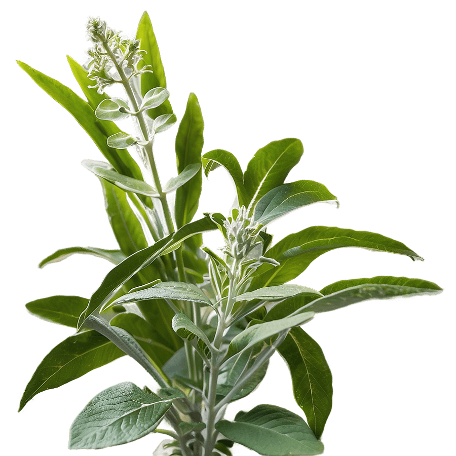 Sage in Tranquil Sanctuary PNG 05242024