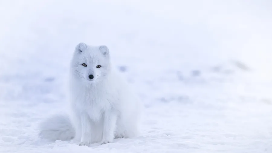 Cute Winter Background