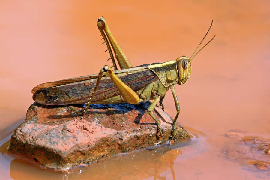 Gafanhoto na Rocha à Beira da Água