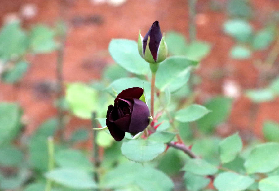Blomstrende sort rose