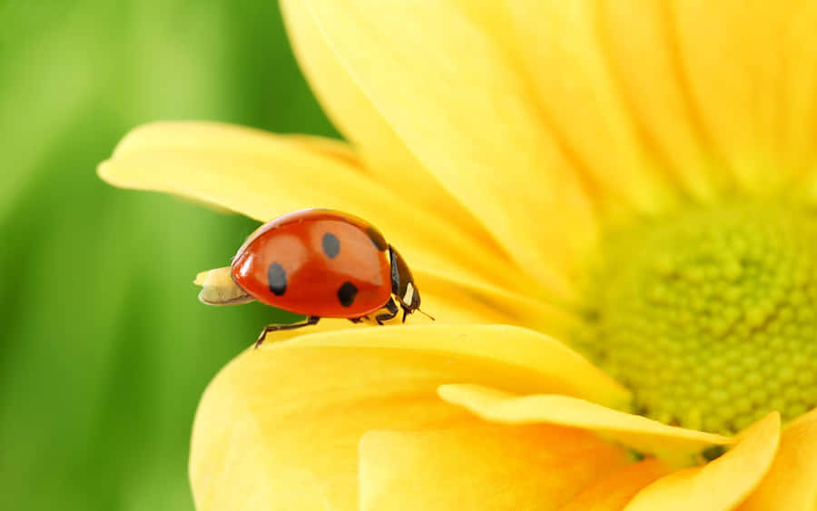 Coccinelleprimaverili su foglie verdi
