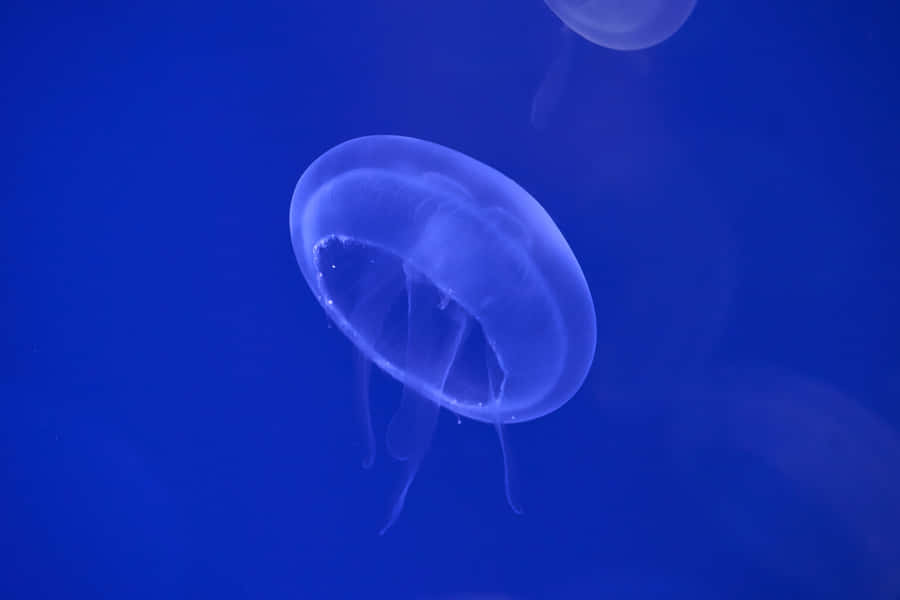 Blue Background