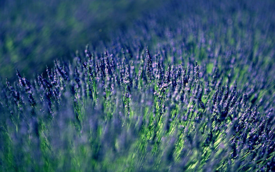 Download Lavender Wallpaper