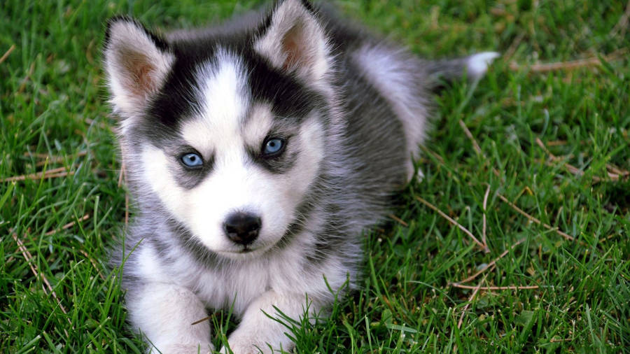 Blue-eyed Husky Puppy HD Wallpaper