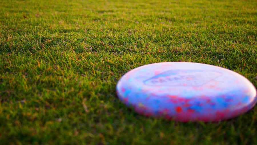 1440p Frisbee Background 2560 x 1440