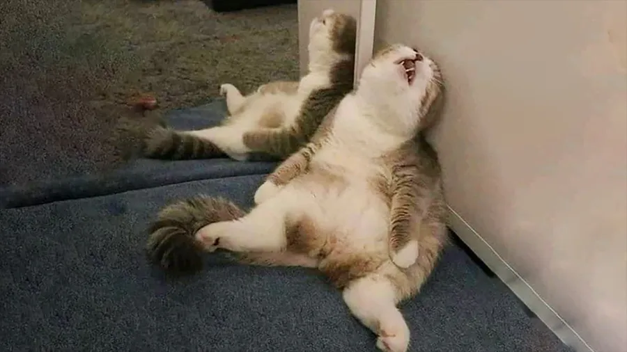 Funny pictures
