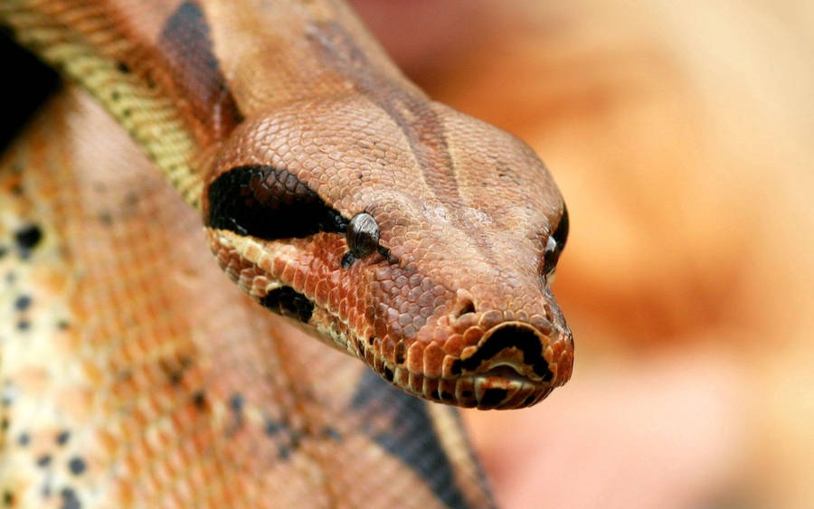 Close-up of boa snake with venom wallpaper.