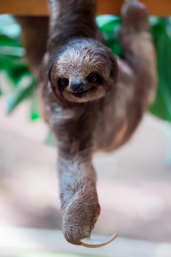 Sloth pictures