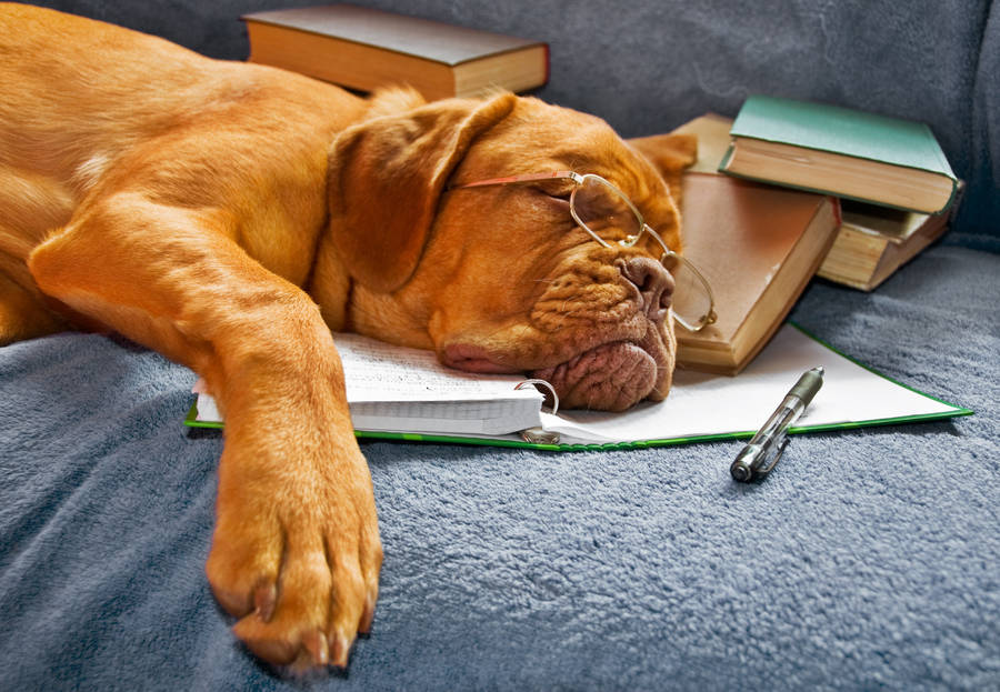 Bookworm dog napping wallpaper.