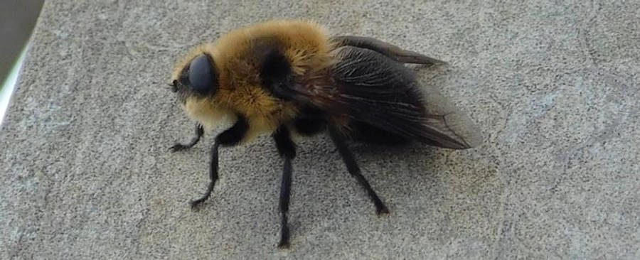 BotFliege Hintergrundbilder