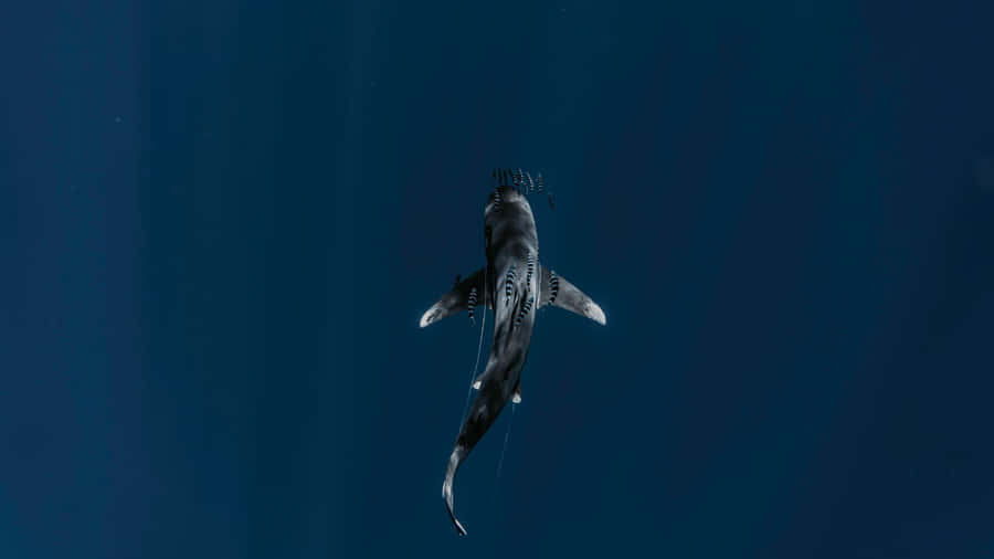 Intuizioni Aziendali di Shark Tank