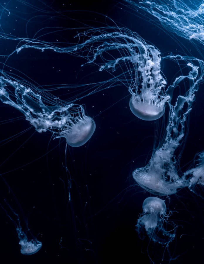 Download Box Jellyfish Wallpaper HD Wallpaper | Wallpapers.com