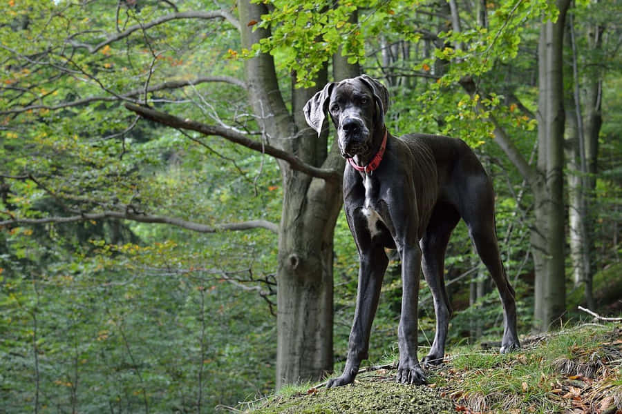 Majestoso Dogue Alemão na Floresta