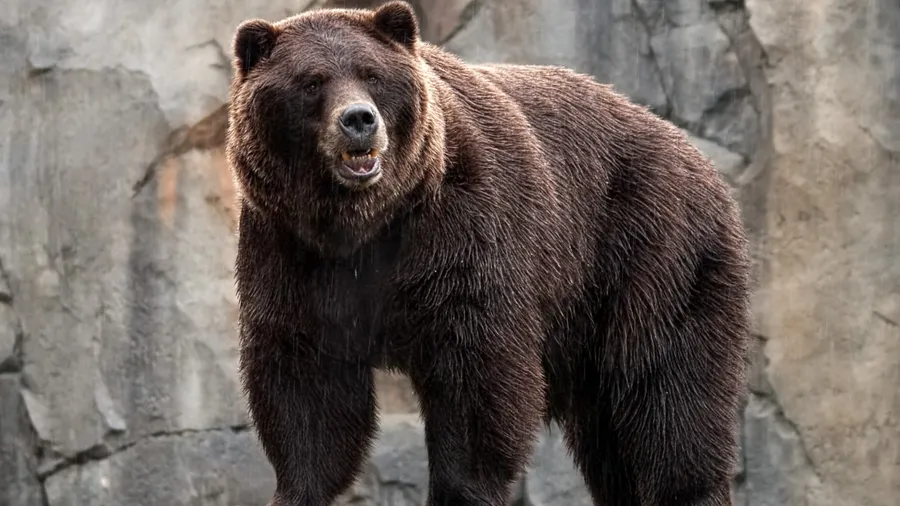 Cool Bear