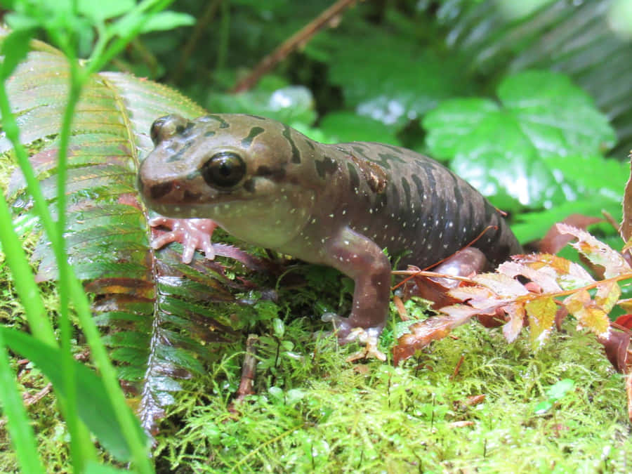 Stilla Stilla Stora Salamander i Naturlig Livsmiljö.jpg