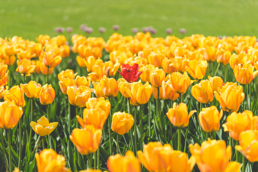 Download One Red Tulip Flower Surrounded by Yellow Tulips FREE Stock Photo