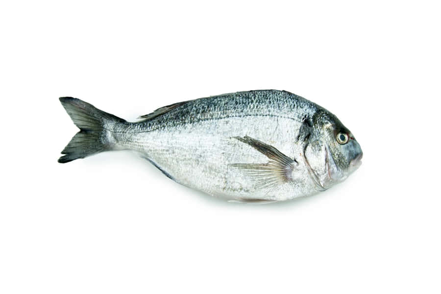 Frisk Bream Fisk Isoleret Hvid Baggrund
