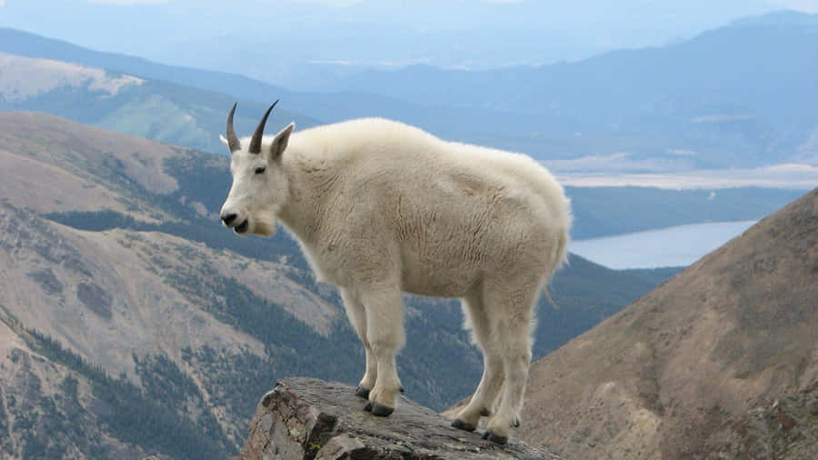 Bergziege auf hoher Höhe