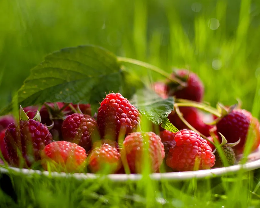 Raspberry Pictures