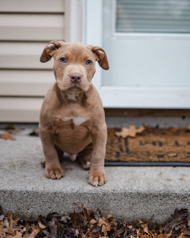 Download Brown American Pitbull Terrier Puppy Wallpaper | Wallpapers.com