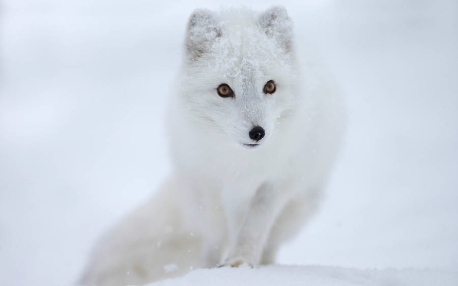 Brown-Eyed Arctic White Fox wallpaper