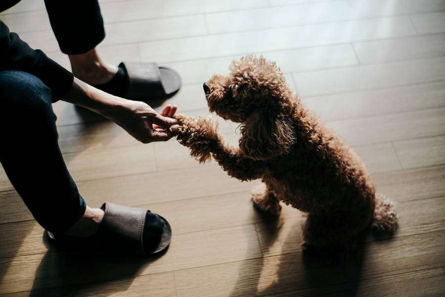 Brown poodle dog shaking hands wallpaper