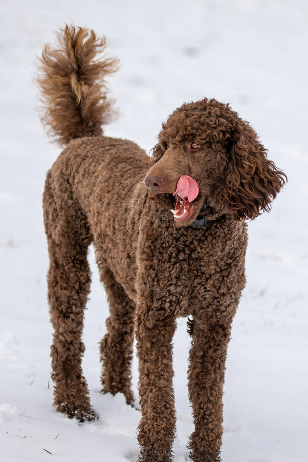 Brown standard poodle in snow wallpaper