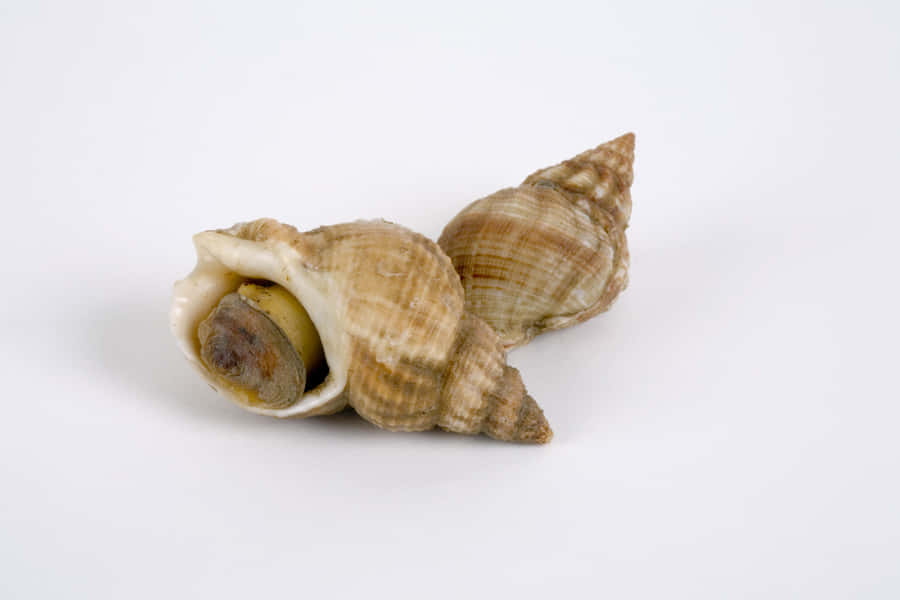 Vanlig Whelk Snäcka och Blötdjur