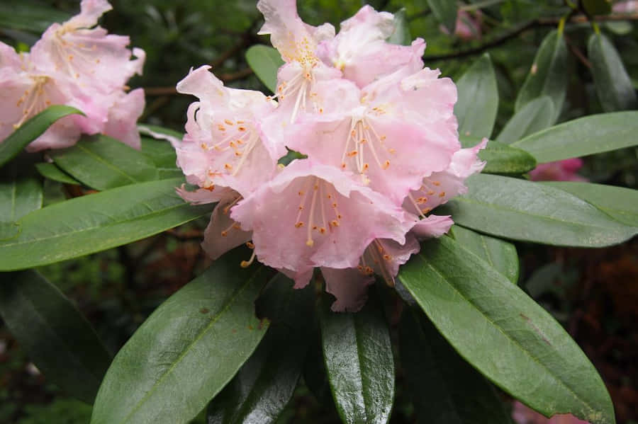RhododendronRhododendron Rhododendron Rhododendron