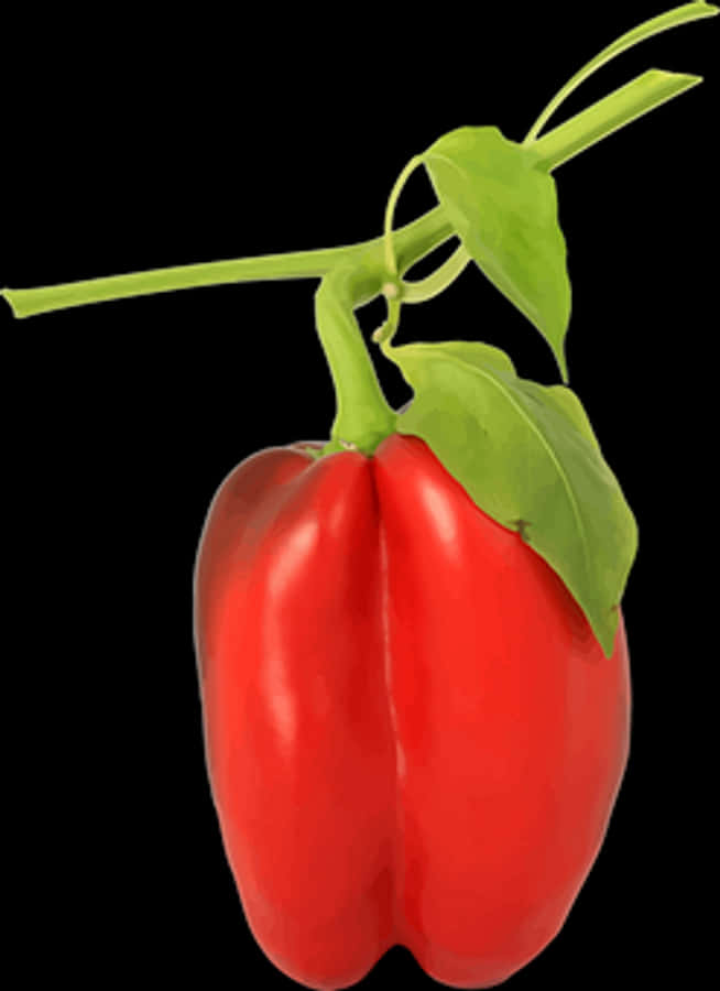 Red Bell Pepperon Black Background.jpg