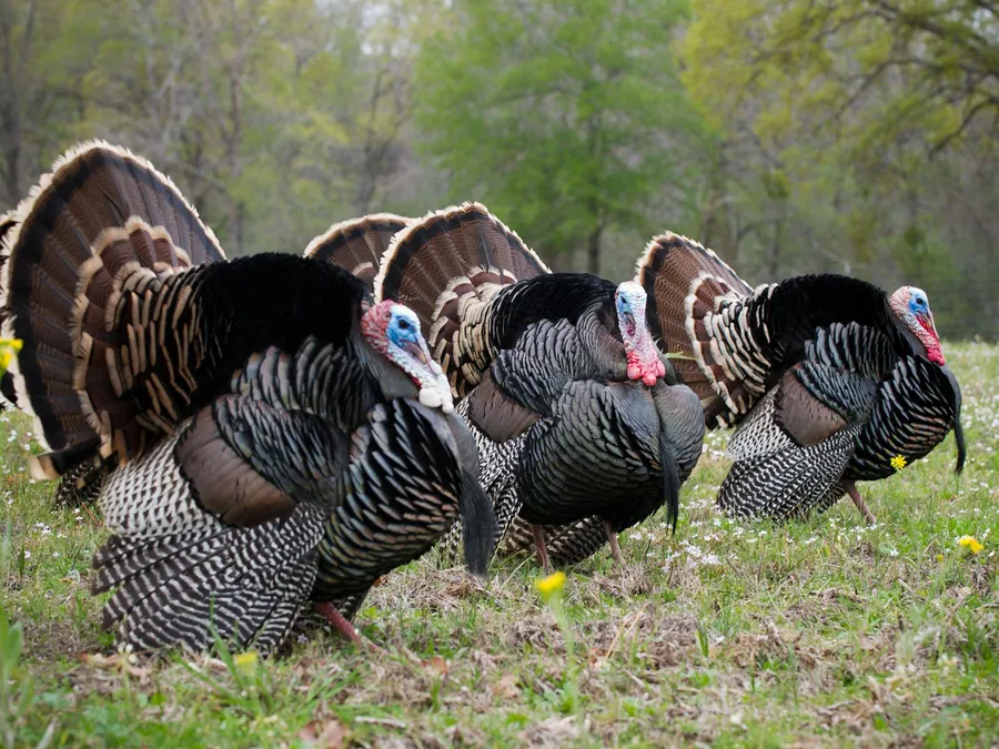 Wild Turkey Pictures