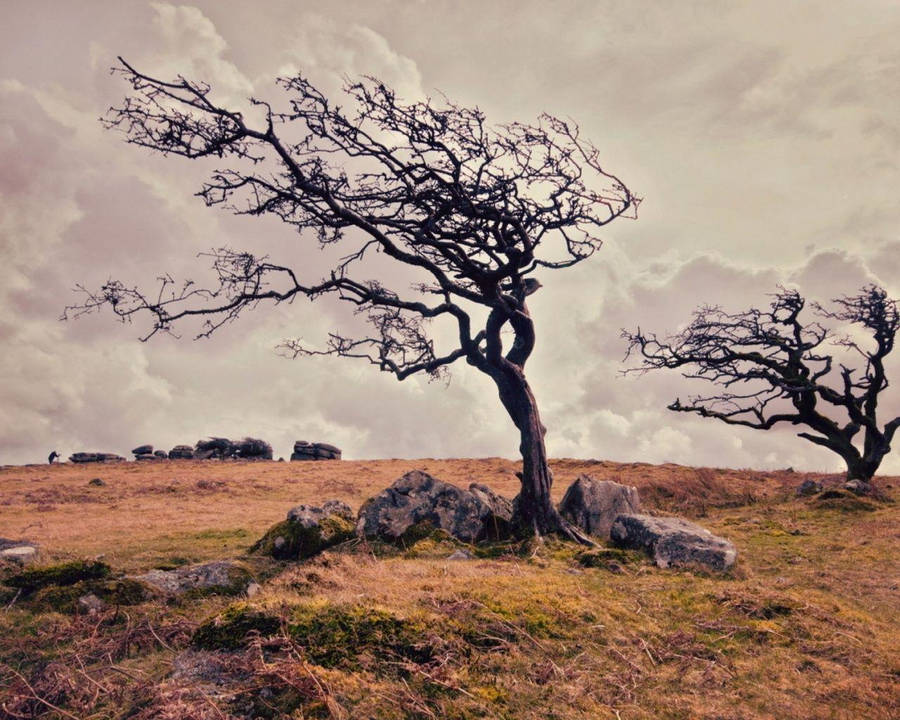 Einmajestätischer Baum trotzt einem windigen Tag.