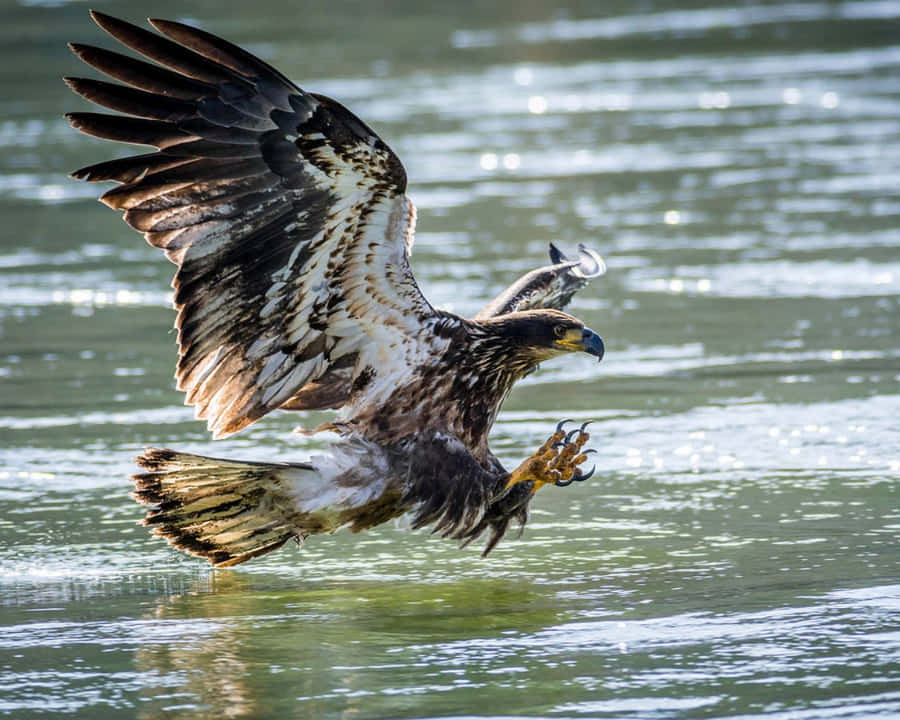 JungerWeißkopfseeadler hoch über den Wolken