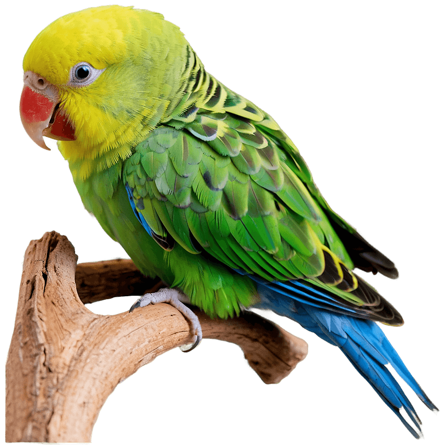 Parakeet Perching PNG 06242024