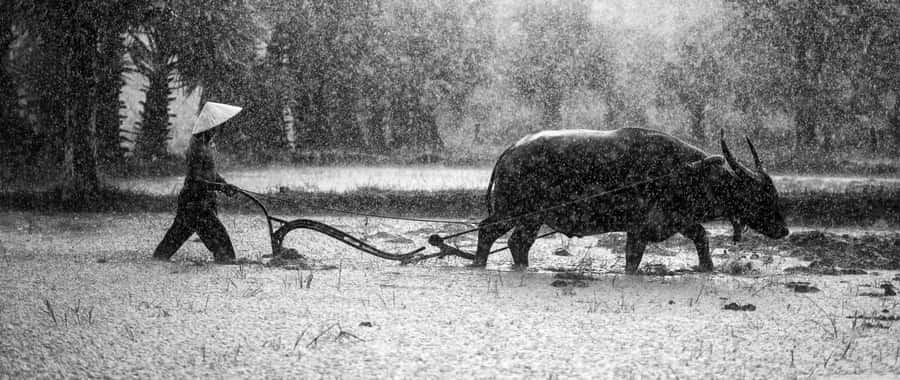 Buffalo background