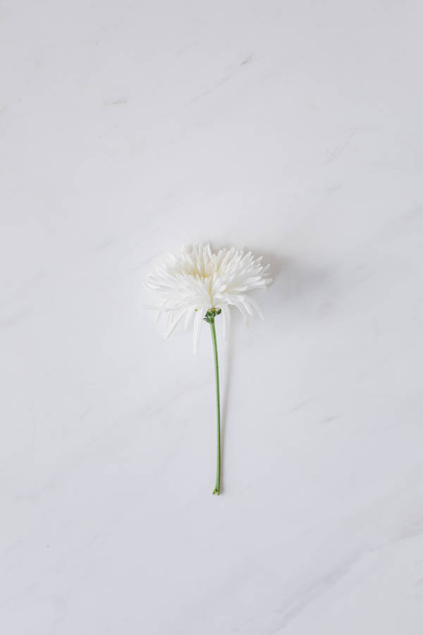 Bunga Daisy Putih Solid