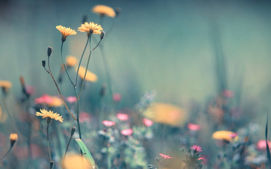 Bunga Dandelion Kuning Wallpaper