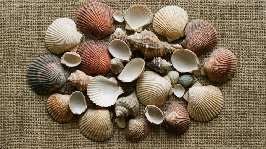 Flat lay of cockle and other shells on burlap fabric with earthy tones.